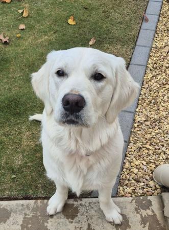 Golden Retriever puppy for sale by ERINAGOLD