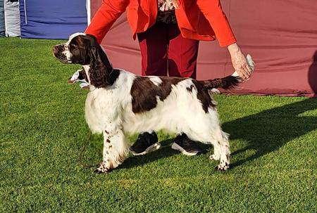 Esspree Spice Of Life English Springer Spaniel