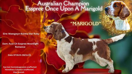 Australian Ch Esspree Once Upon A Marigold Welsh Springer Spaniel