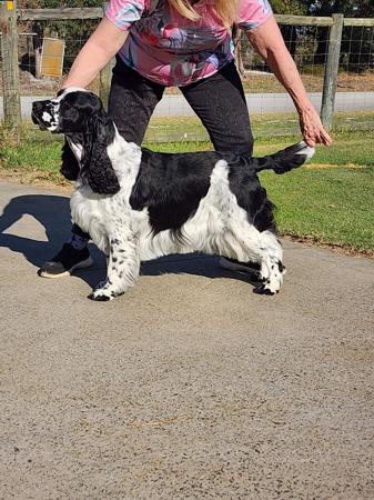 Esspree Argyll Tartan English Springer Spaniel