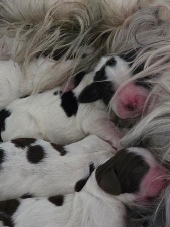 English Springer Spaniel puppy for sale by ESSPREE