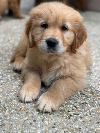 Golden Retriever puppy for sale by EXOTICPAWS