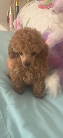 Poodle (Toy) puppy for sale by FANCYTOYZ