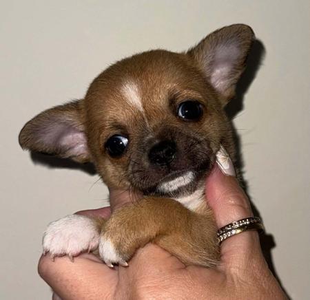 Chihuahua (Smooth Coat) puppy for sale by FANTASIACHI