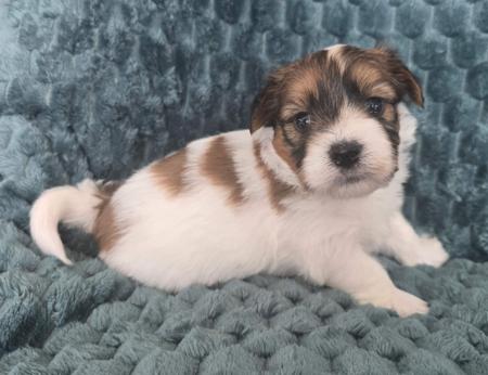 Havanese puppy for sale by FELIZHAVANA