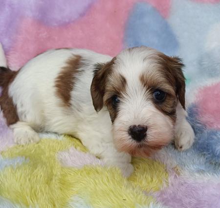 Havanese puppy for sale by FELIZHAVANA