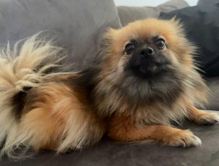 Pomeranian dog for sale by FLUTTERPLUSH