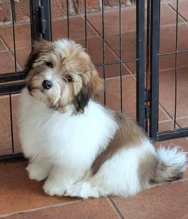 Havanese puppy for sale by FORANGEE