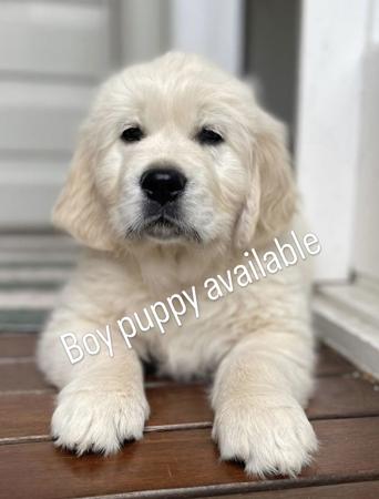 Golden Retriever puppy for sale by FOWBERYEGOLDENS