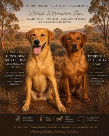 Labrador Retriever for sale by REDRUNESTONE