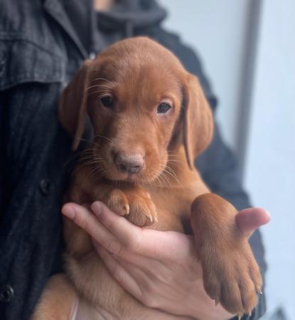 Labrador Retriever for sale by REDRUNESTONE