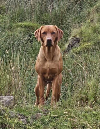 Labrador Retriever for sale by REDRUNESTONE