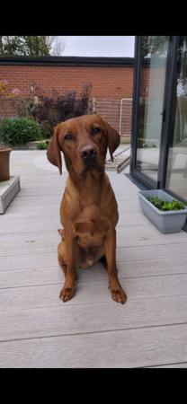 Labrador Retriever for sale by REDRUNESTONE