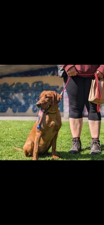Labrador Retriever for sale by REDRUNESTONE