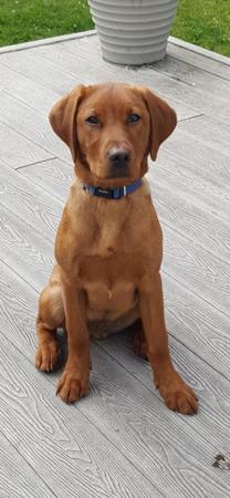 Labrador Retriever for sale by REDRUNESTONE