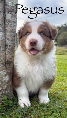 Australian Shepherd puppy for sale by FRAGGLEROCK