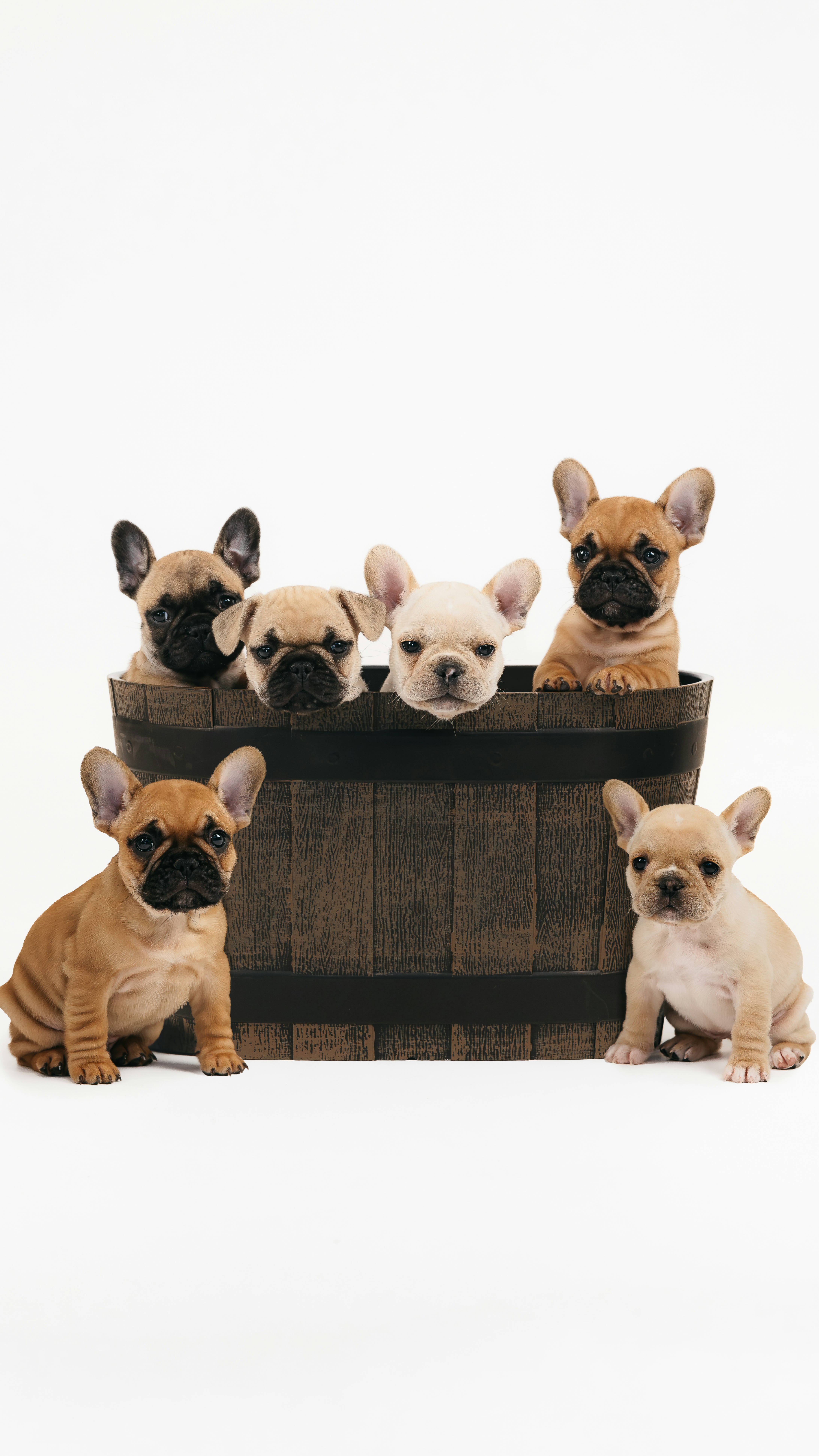 French Bulldog puppy for sale by FRENCHIEKISS