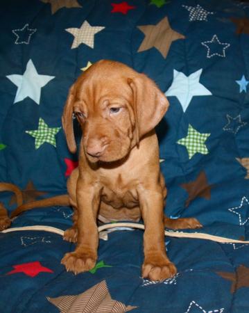 Hungarian Vizsla puppy for sale by FREWY