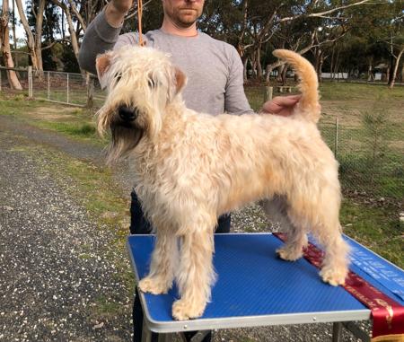 Saphyr Golden Polly Waffle (AI) Soft Coated Wheaten Terrier