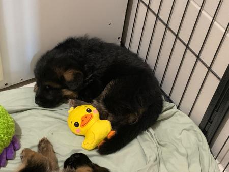 German Shepherd Dog puppy for sale by FRIEDENTAL