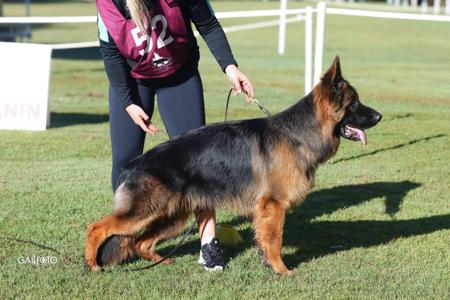 Gabmalu Renegade German Shepherd Dog (Long Stock Coat)