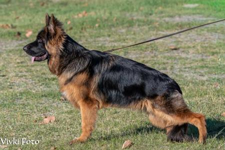 Aust Ch Gabmalu Retribution German Shepherd Dog (Long Stock Coat)