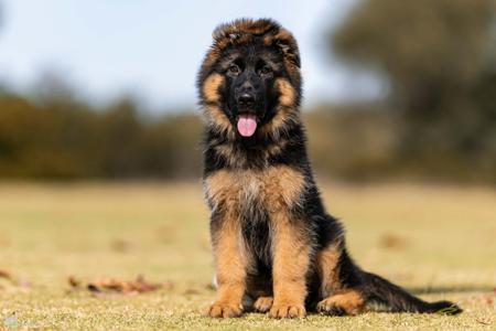 Gabmalu Temptation German Shepherd Dog (Long Stock Coat)