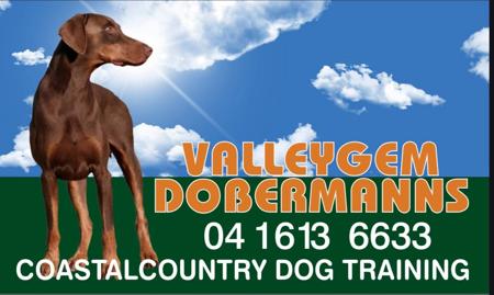 Dobermann puppy for sale by VALLEYGEM