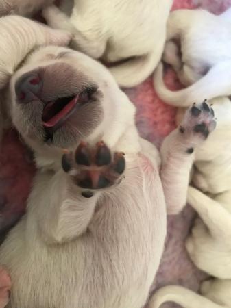 Golden Retriever puppy for sale by GILDENGOLD