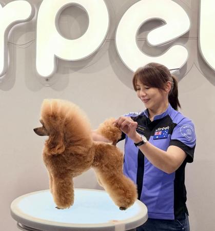 Gingerbreed Just Joy Poodle (Toy)