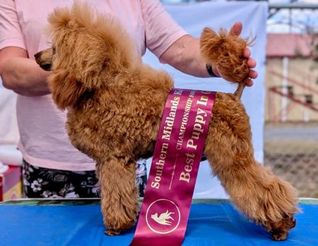 Aust Ch Gingerbreed Juicy Fruit Poodle (Toy)