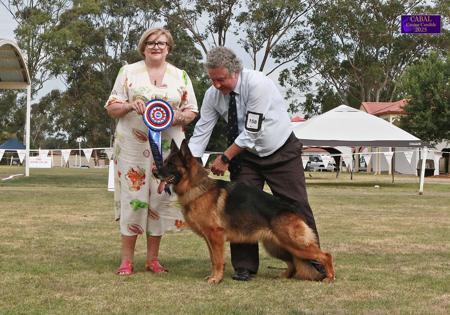 German Shepherd Dog for sale by GLENBALA