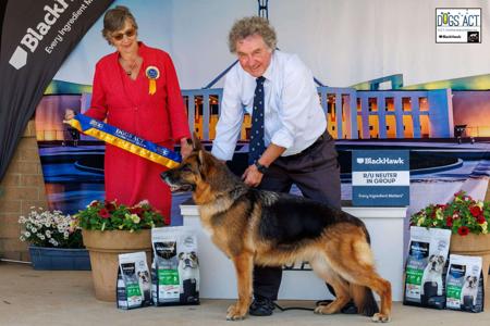 German Shepherd Dog for sale by GLENBALA
