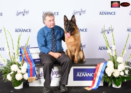 German Shepherd Dog for sale by GLENBALA