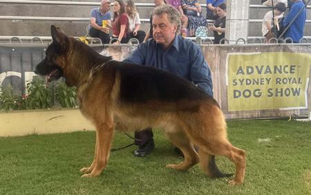 German Shepherd Dog for sale by GLENBALA