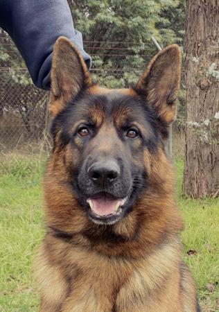 German Shepherd Dog for sale by GLENBALA