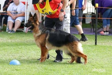 German Shepherd Dog for sale by GLENBALA