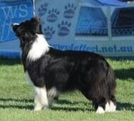 Border Collie for sale by GLENBALA