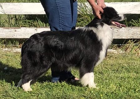 Border Collie for sale by GLENBALA