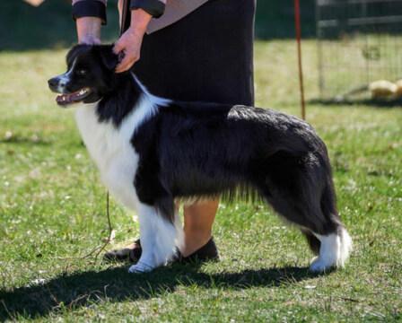 Border Collie for sale by GLENBALA