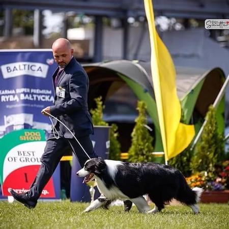 Border Collie for sale by GLENBALA