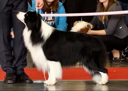 Border Collie for sale by GLENBALA