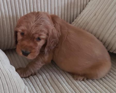 Cocker Spaniel puppy for sale by GOGELDRIE