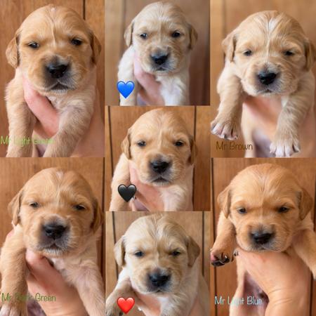 Golden Retriever puppy for sale by GOLDENSPEC