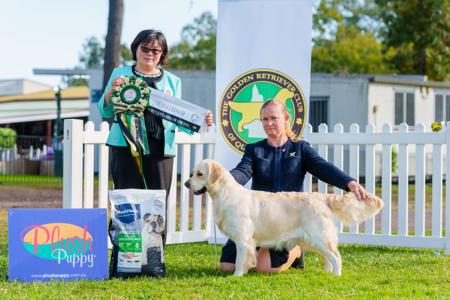 Goldivine A Royal Sensation Golden Retriever