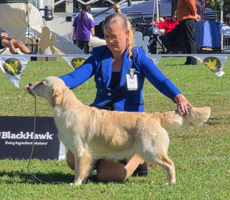 Alubyc Scissors Paper Rock With Goldivine (AI) Golden Retriever
