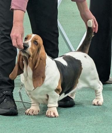 Goldreign Daisy Mae Basset Hound