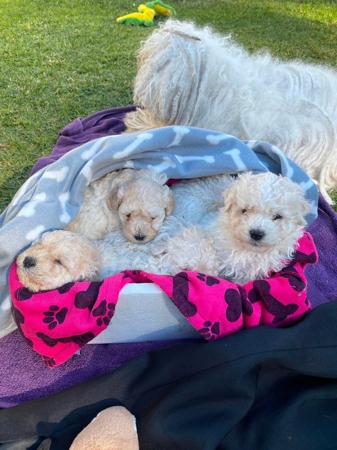 Puli puppy for sale by GOLDROSE