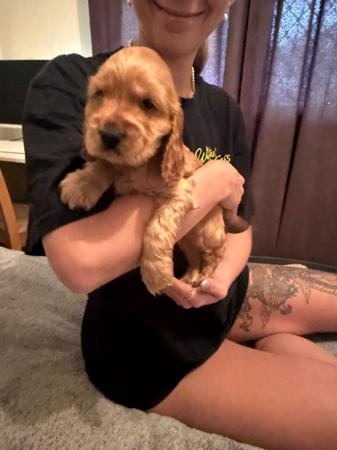 Cocker Spaniel puppy for sale by GOLDTAG