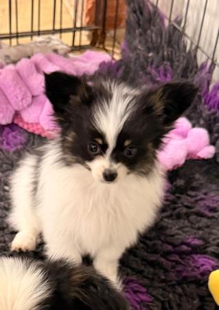 Papillon puppy for sale by GRACEPOL